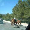 Javea. horses pulling tyres